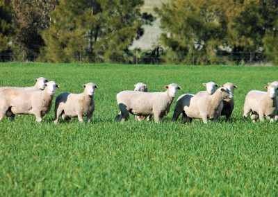 Rowallan Poll Dorsets 01