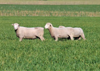 Rowallan Poll Dorsets 02