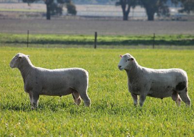 Rowallan Poll Dorsets 03