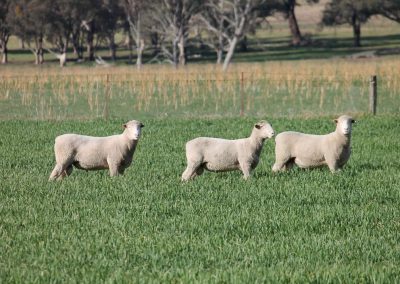 Rowallan Poll Dorsets 05