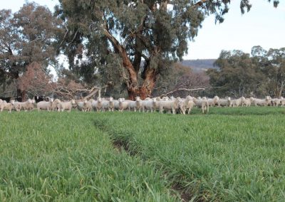 Rowallan Poll Dorsets 07