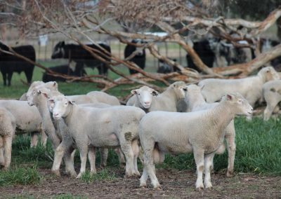 Rowallan Poll Dorsets 08