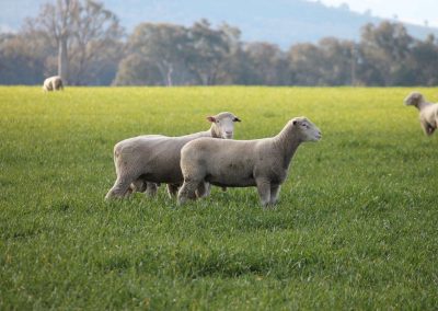 Rowallan Poll Dorsets 10