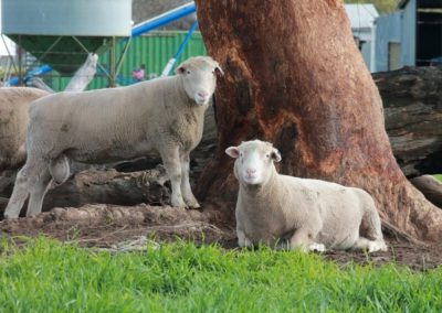 Rowallan_Poll_Dorsets_01