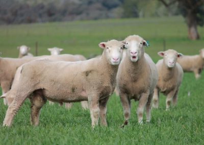 Rowallan_Poll_Dorsets_05