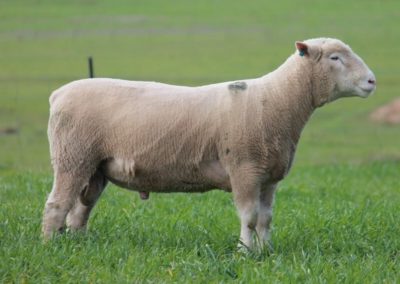 Rowallan_Poll_Dorsets_07